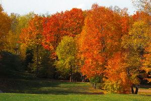 FallFoliage